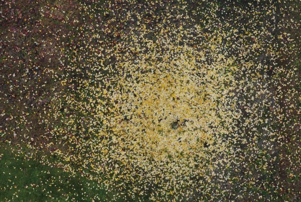 baf00733_andreasgefeller_untitled-leaves-du%cc%88sse