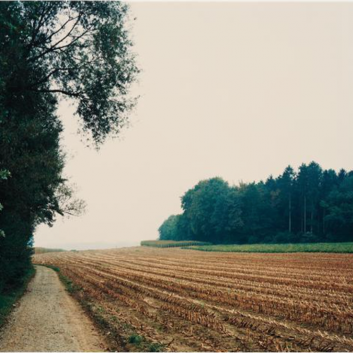 baf01843_thomasstruth_mais-acker-nach-der-ernte