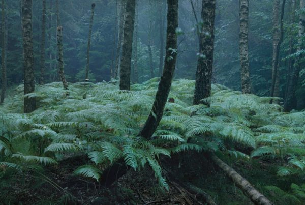 forest in Germany