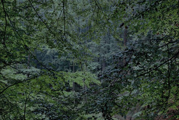forest in Germany