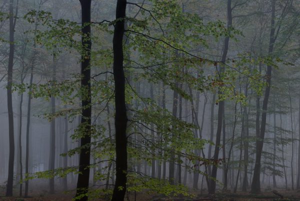 forest in Germany