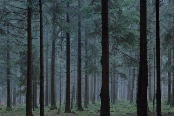 forest in Germany