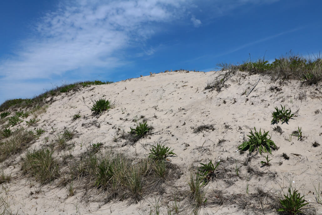 2017-FwlDuneSand