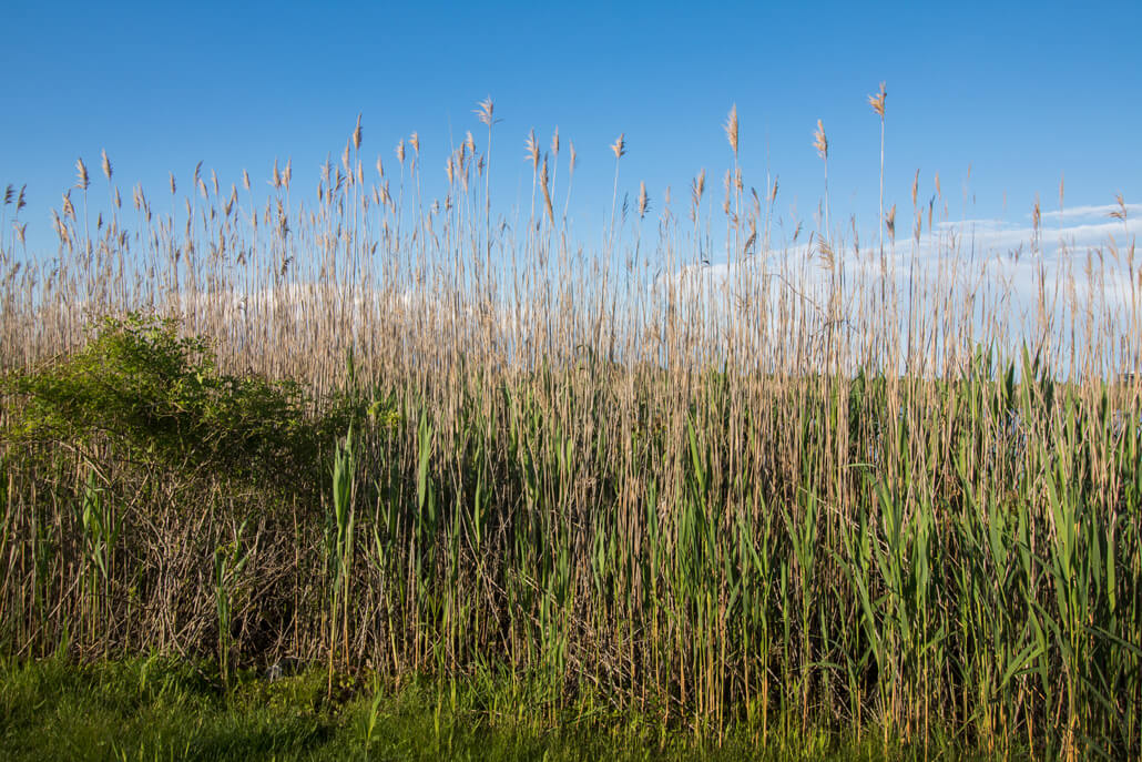 2017-Fwlr-Reeds