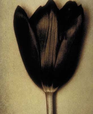 BAF02510_SheilaMetzner_Black Tulip